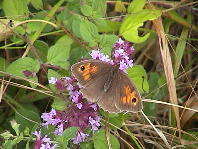 Meadow Brown, 23rd July, 2005